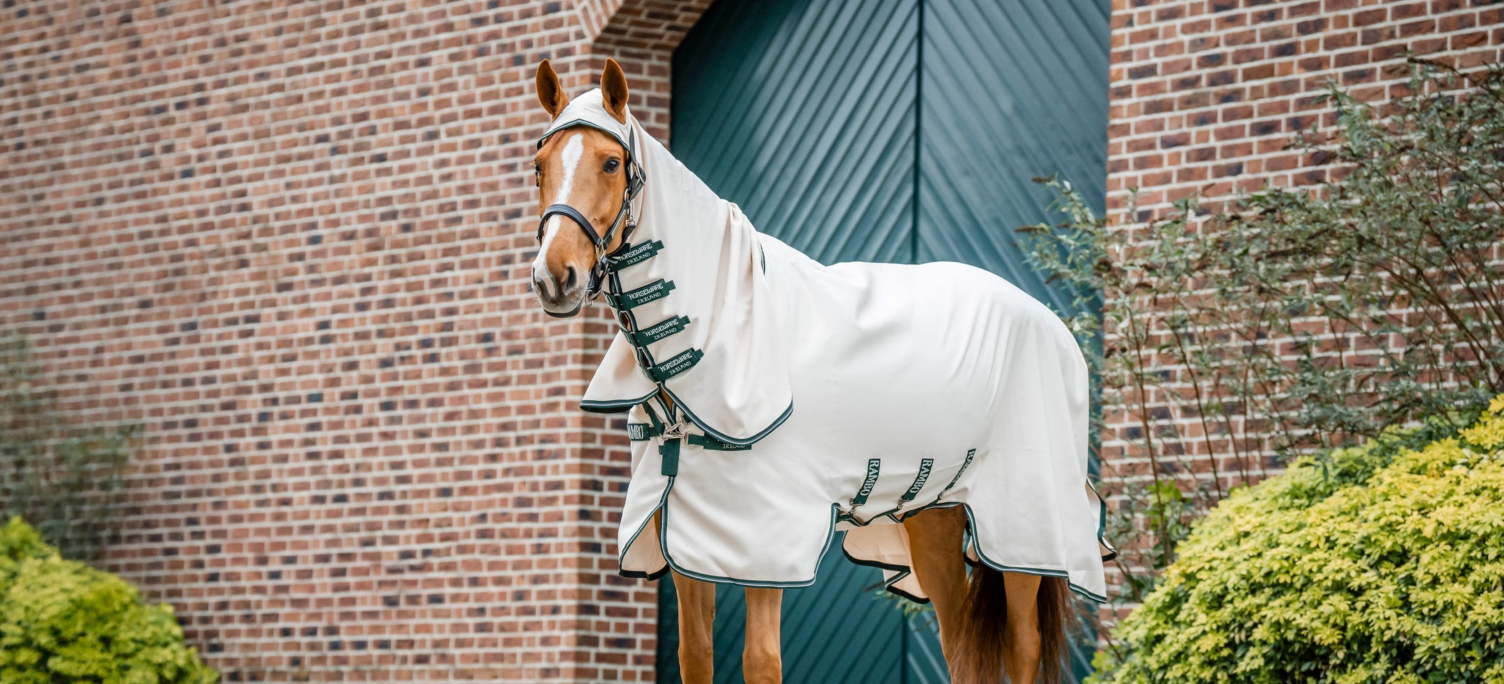 Couverture Anti-eczéma : comment choisir la bonne pour votre cheval