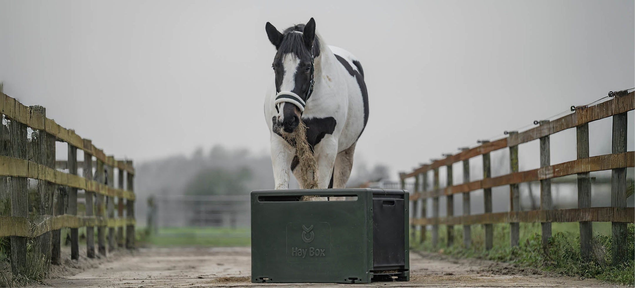 Slowfeeders pour chevaux : choisir la bonne solution pour le foin, les granulés et un comportement alimentaire calme