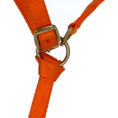 Norton Licol pour Poulain avec Ligne Orange Norton Licol pour Poulain avec Ligne Orange