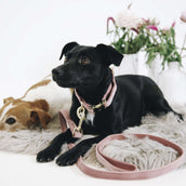 Kentucky Laisse pour Chien velours Old Rose Kentucky Laisse pour Chien velours Old Rose