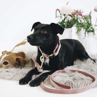 Kentucky Laisse pour Chien velours Old Rose Kentucky Laisse pour Chien velours Old Rose