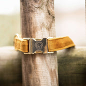 Kentucky Collier velours Moutarde Kentucky Collier velours Moutarde