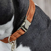 Kentucky Collier velours Orange Kentucky Collier velours Orange