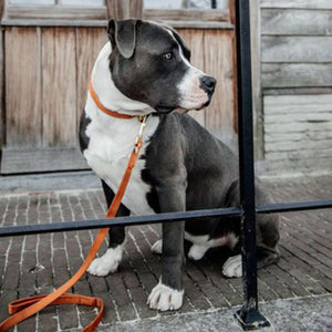 Kentucky Collier velours Orange Kentucky Collier velours Orange