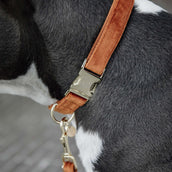 Kentucky Collier velours Orange Kentucky Collier velours Orange