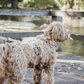 Kentucky Laisse pour Chien velours Beige Kentucky Laisse pour Chien velours Beige