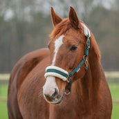 Agradi Horse Licol First Fir Green Agradi Horse Licol First Fir Green