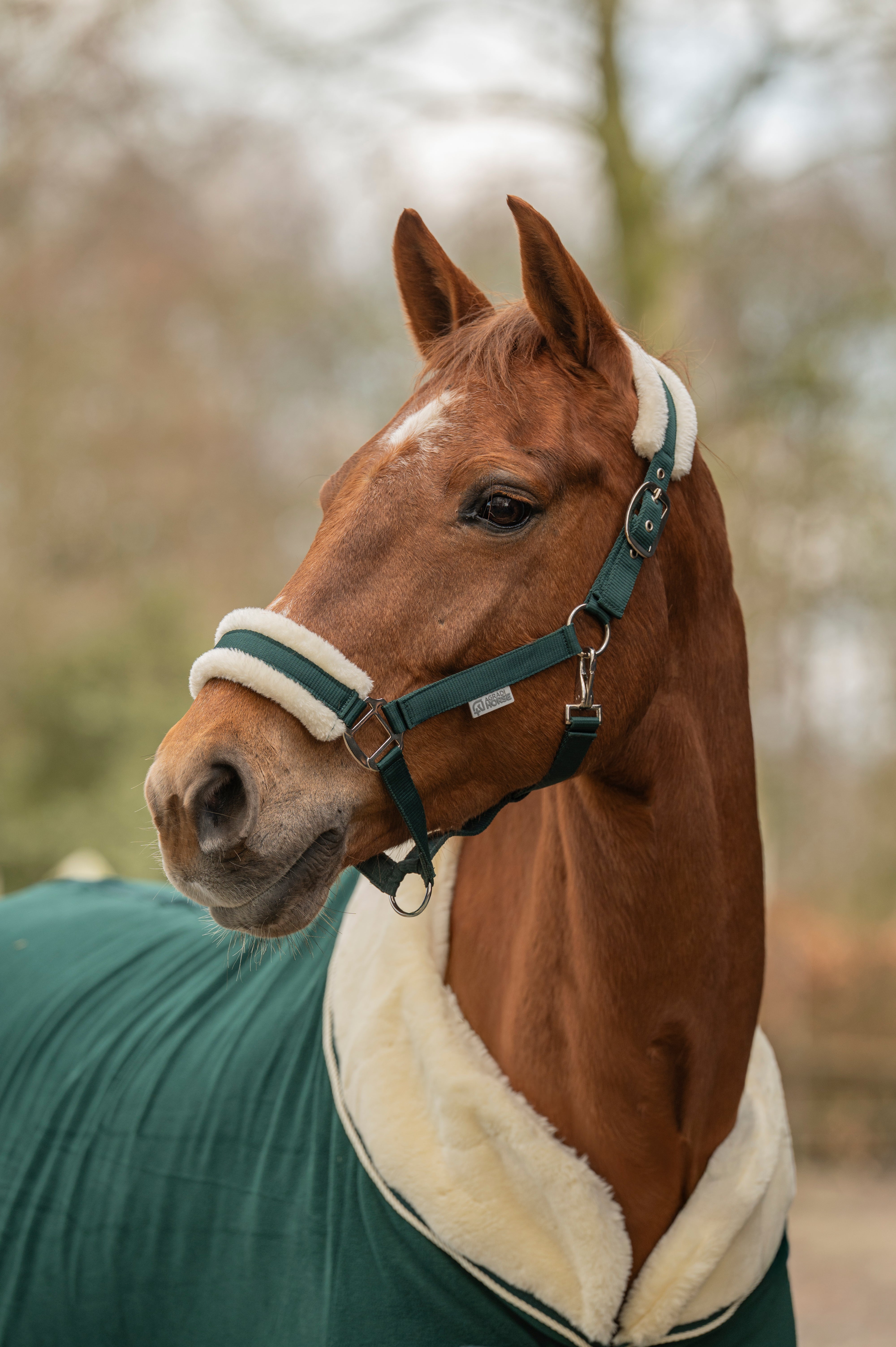 Cheval Cheval
