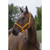 Norton Licol Satine Orange Norton Licol Satine Orange