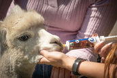 Excellent Vitamine Gel Injecteur Excellent Vitamine Gel Injecteur