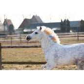 Lucky Horse des Crayons arc-en-ciel Lucky Horse des Crayons arc-en-ciel