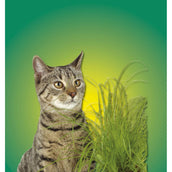 Kerbl Herbe à Chat Vert Kerbl Herbe à Chat Vert