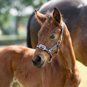 Kavalkade Licol Foal/Yearling Bleu marine/Bordeaux/Argent Kavalkade Licol Foal/Yearling Bleu marine/Bordeaux/Argent