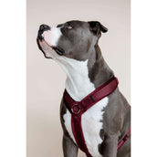 Kentucky Harnais Active velours Bordeaux Kentucky Harnais Active velours Bordeaux