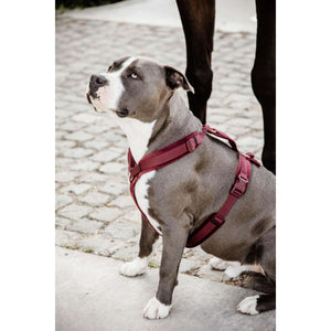 Kentucky Harnais Active velours Bordeaux Kentucky Harnais Active velours Bordeaux