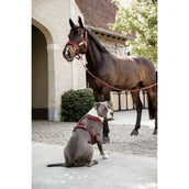Kentucky Harnais Active velours Bordeaux Kentucky Harnais Active velours Bordeaux