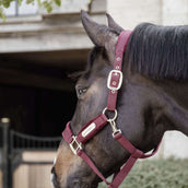 Kentucky Licol velours Bordeaux Kentucky Licol velours Bordeaux