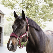 Kentucky Licol velours Bordeaux Kentucky Licol velours Bordeaux