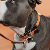 Kentucky Collier Plaited Nylon Orange Kentucky Collier Plaited Nylon Orange