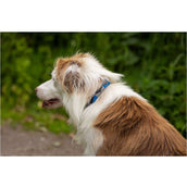 BR Collier pour Chien Bleu/Gris BR Collier pour Chien Bleu/Gris