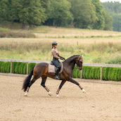 Equestrian Stockholm Tapis de Selle Line Dressage Champagne Equestrian Stockholm Tapis de Selle Line Dressage Champagne