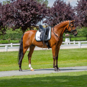 Equestrian Stockholm Tapis de Selle Modern Dressage Blanc/Sycamore Green Equestrian Stockholm Tapis de Selle Modern Dressage Blanc/Sycamore Green