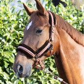 Harry's Horse Ensemble Licol Soft Mocha-Bisque Harry's Horse Ensemble Licol Soft Mocha-Bisque