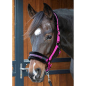 Harry's Horse Licol Lyrics Quotes Fuchsia Harry's Horse Licol Lyrics Quotes Fuchsia