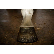 Excellent Hoof Polish Hi Gloss Glitter Or Excellent Hoof Polish Hi Gloss Glitter Or