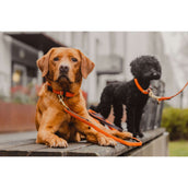 Kentucky Collier Plaited Nylon Orange Kentucky Collier Plaited Nylon Orange