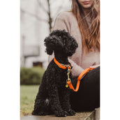 Kentucky Collier Plaited Nylon Orange Kentucky Collier Plaited Nylon Orange