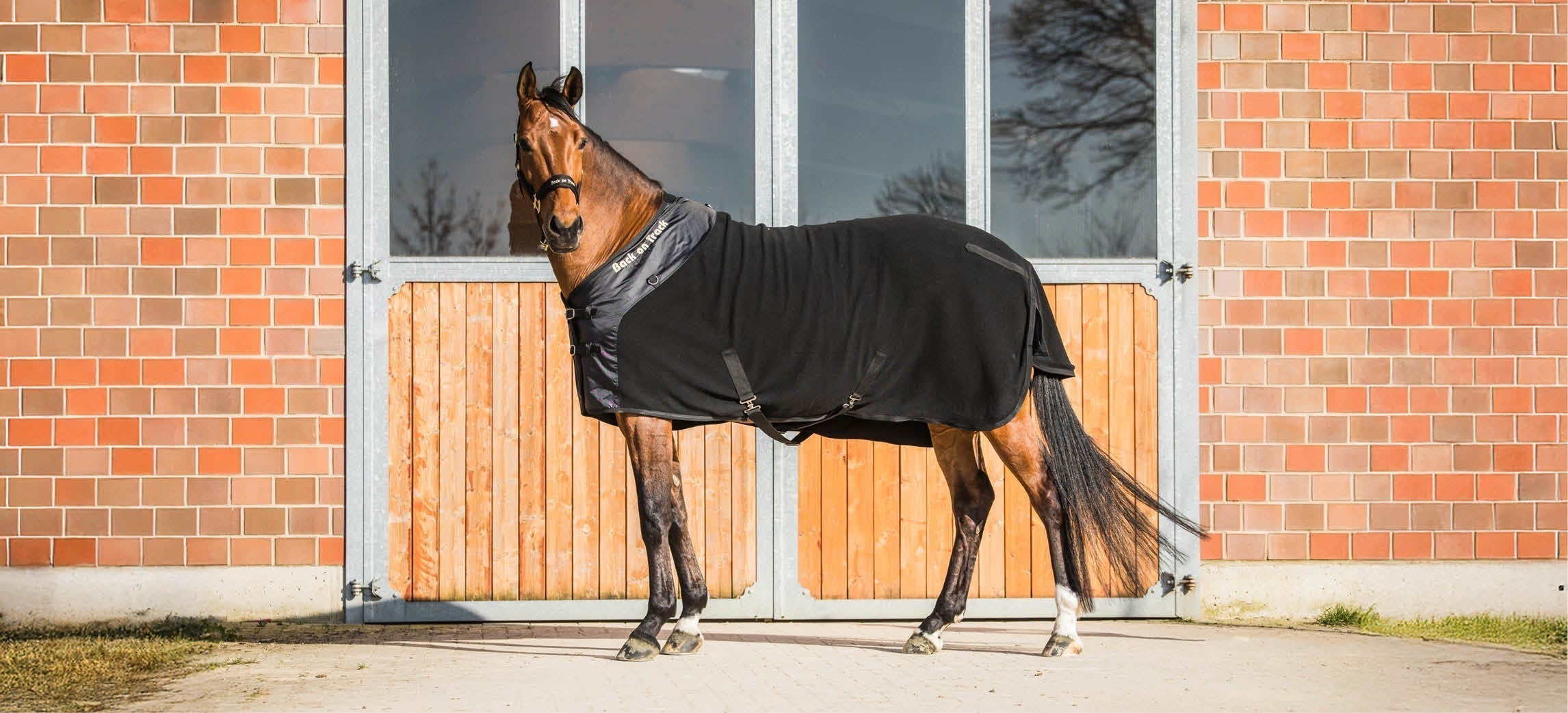 Quand utiliser une couverture séchante pour votre cheval ?