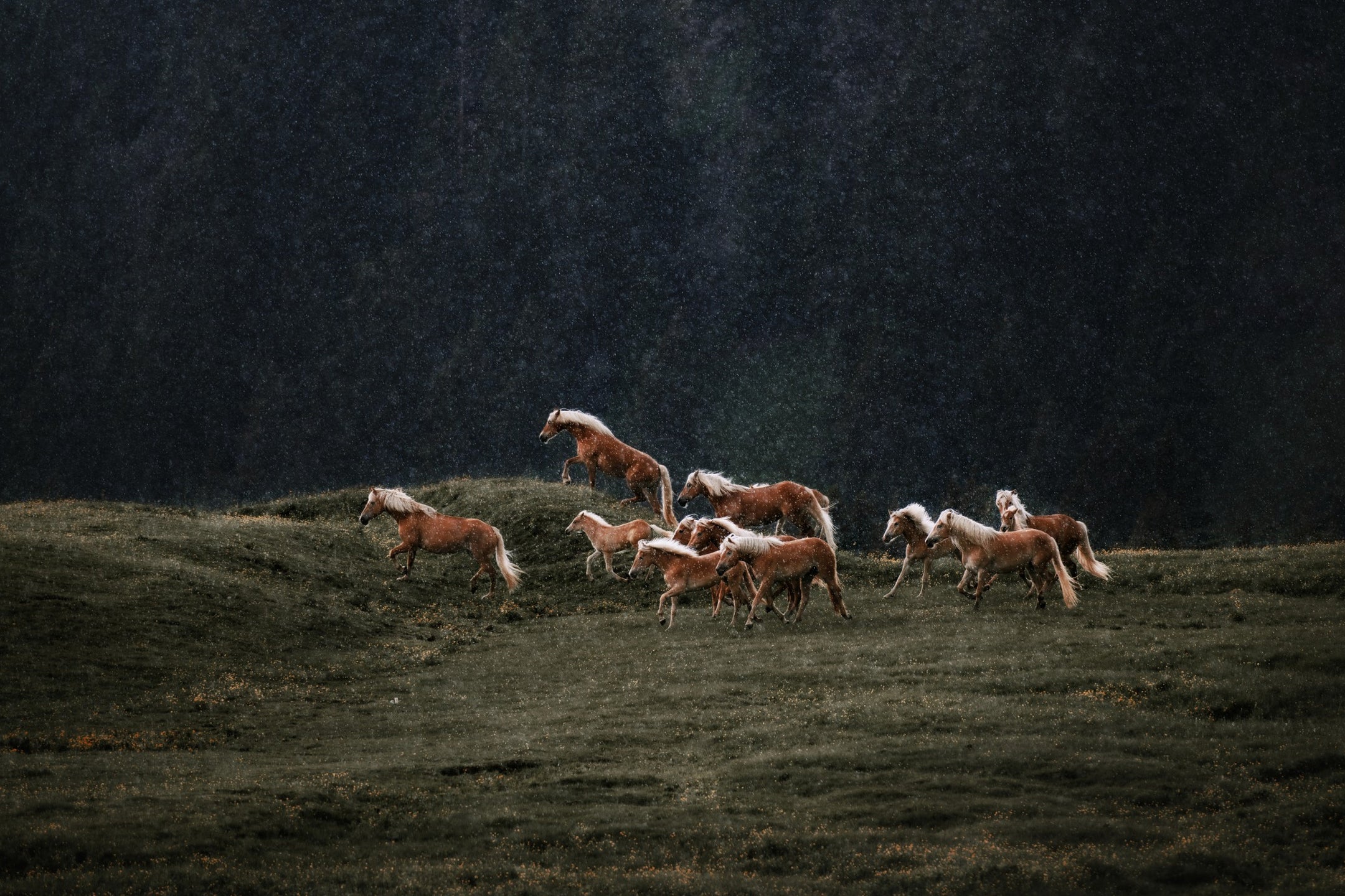 Metazoa : La force de la nature, dans chaque bouchée pour un cheval en bonne santé et éclatant.