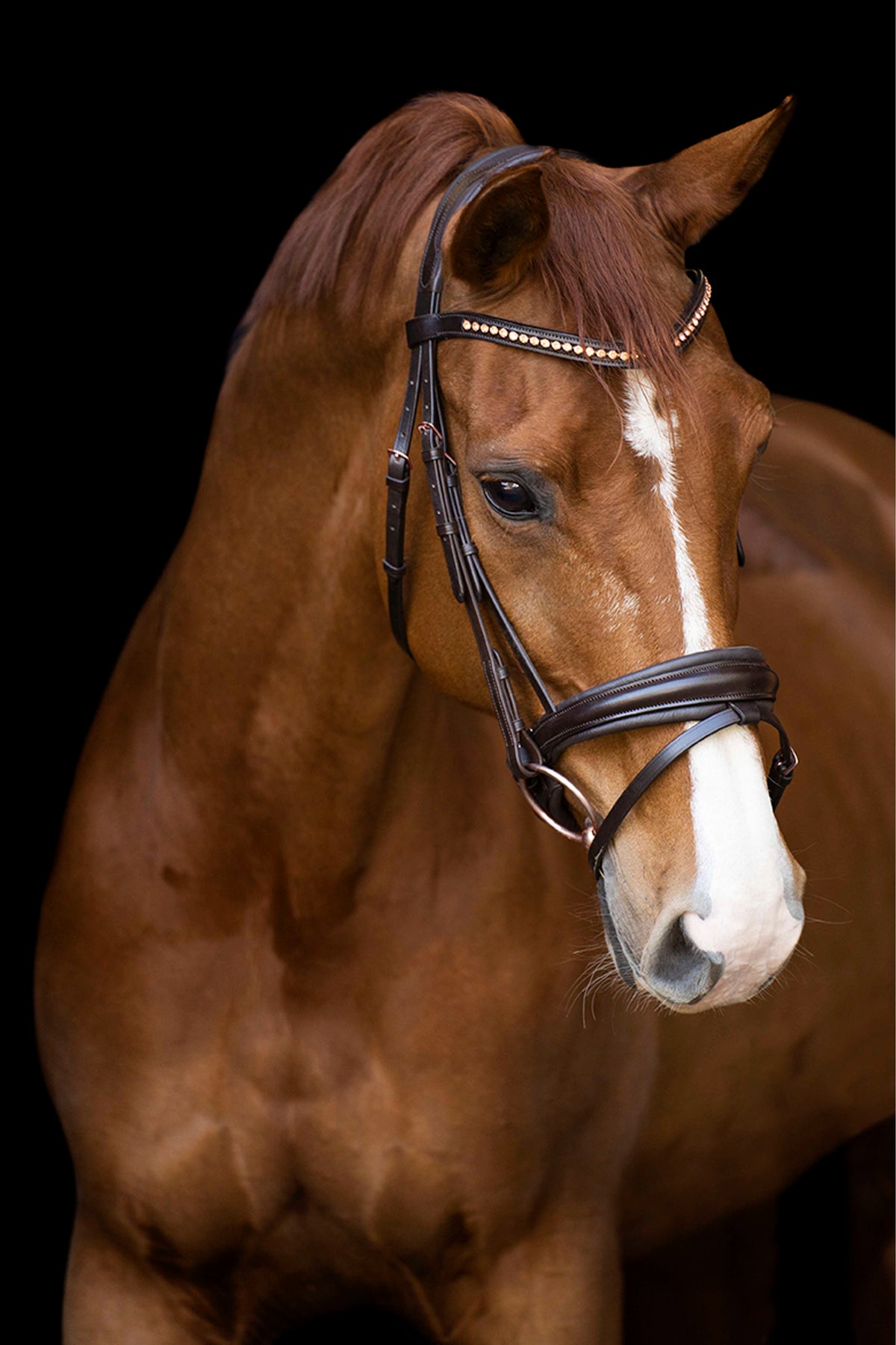 Imperial Riding Bride IRHFria Trens Marron