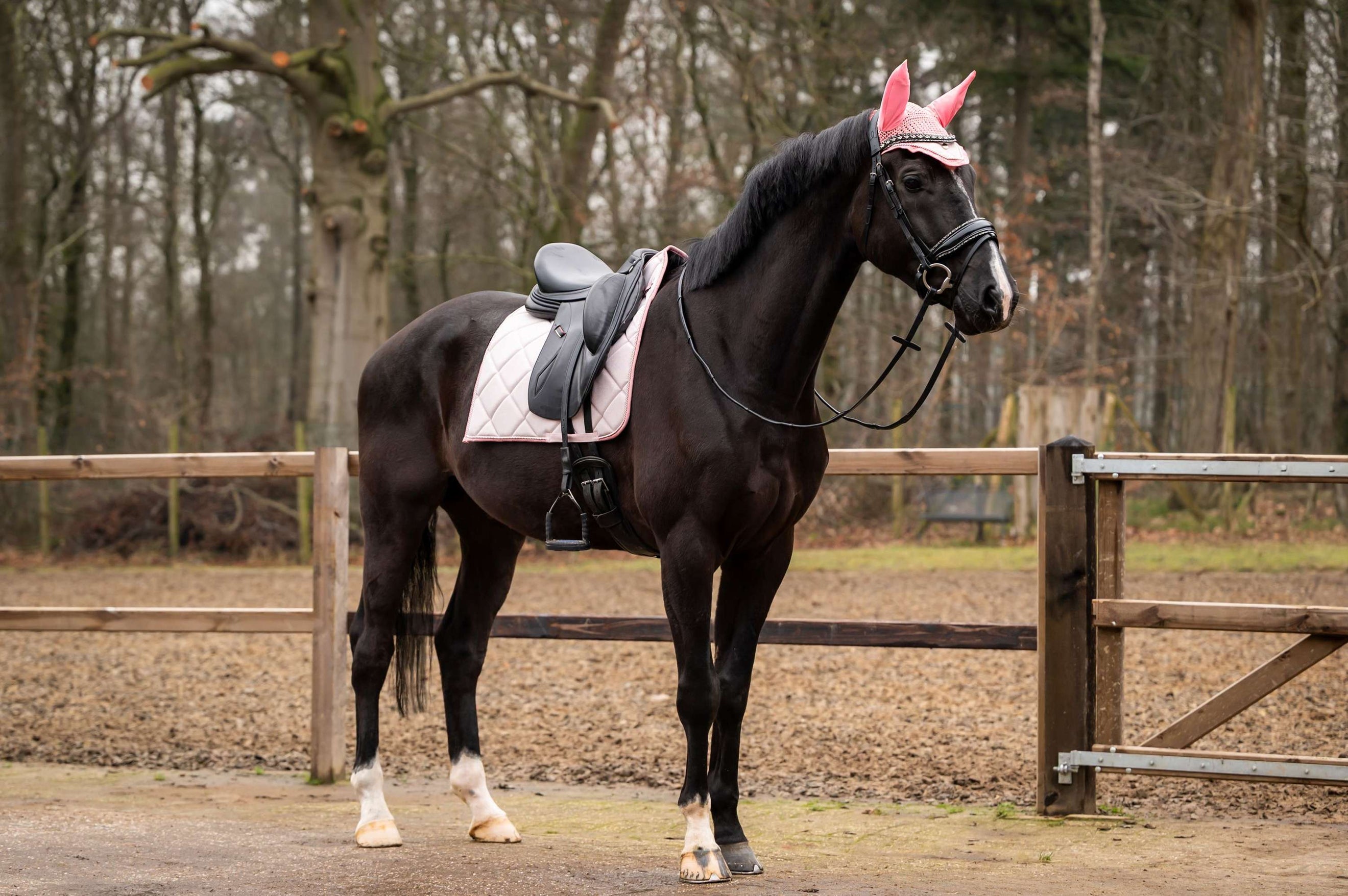 Showtime Tapis de Selle Spring Dressage Rose