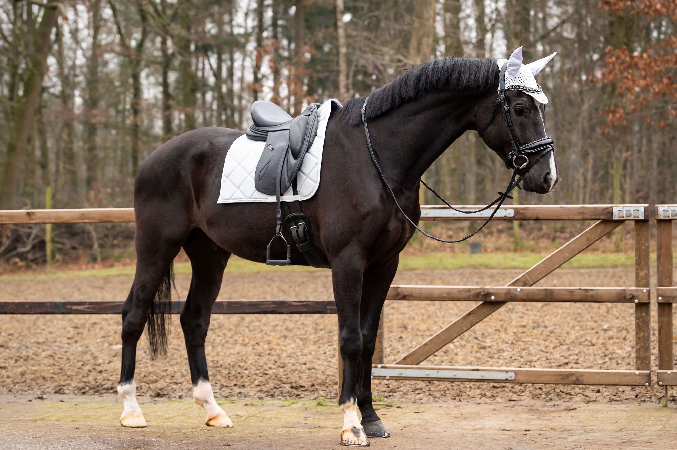 Showtime Tapis de Selle Spring Dressage Argent
