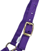 Norton Licol pour Poulain avec Ligne Violet