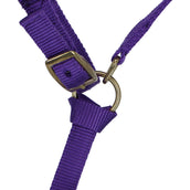 Norton Licol pour Poulain avec Ligne Violet