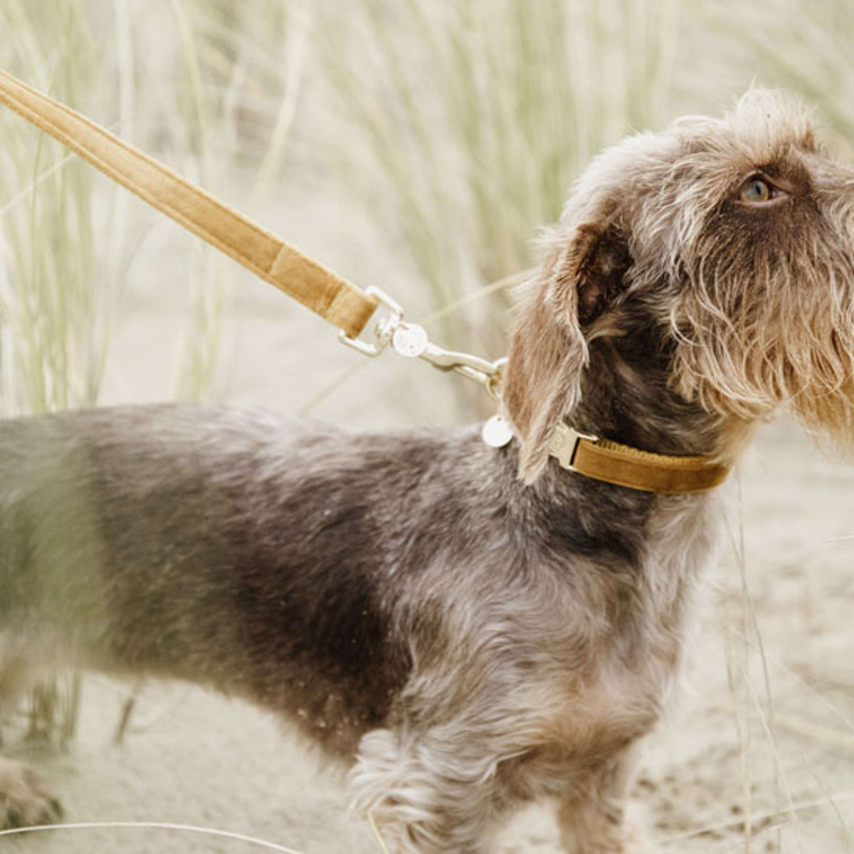 Kentucky Laisse pour Chien velours Moutarde