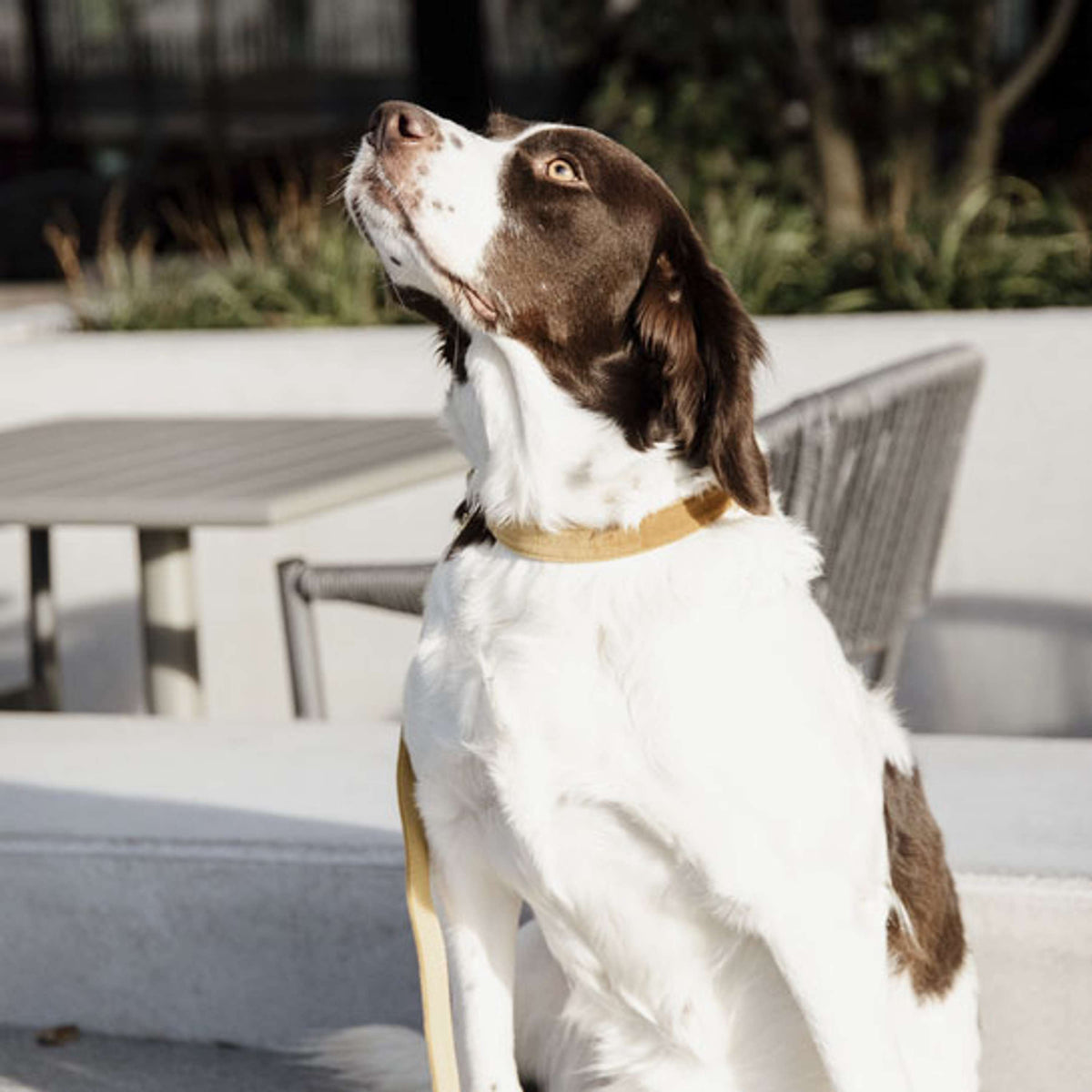 Kentucky Laisse pour Chien velours Moutarde