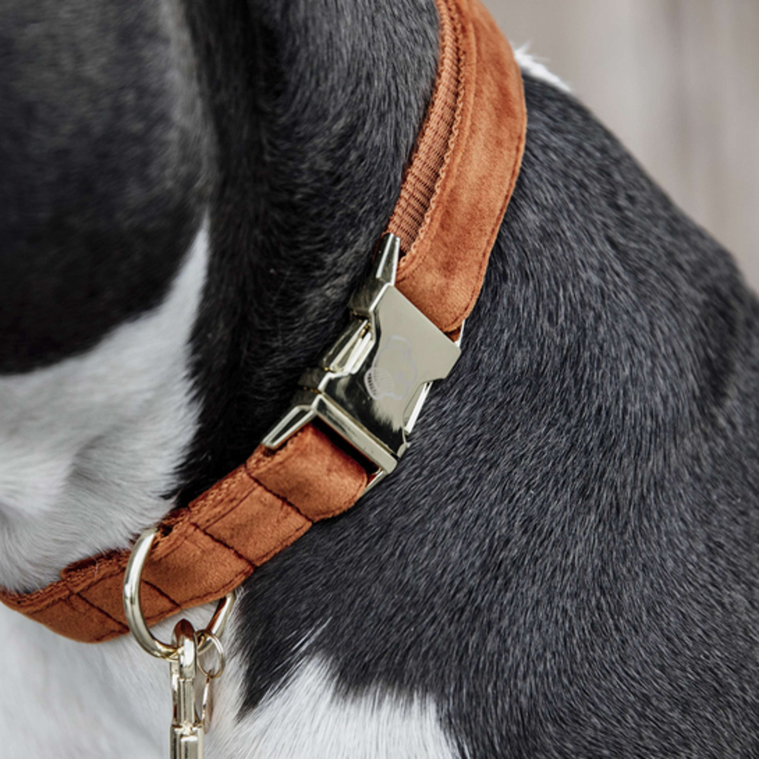 Kentucky Collier velours Orange Kentucky Collier velours Orange