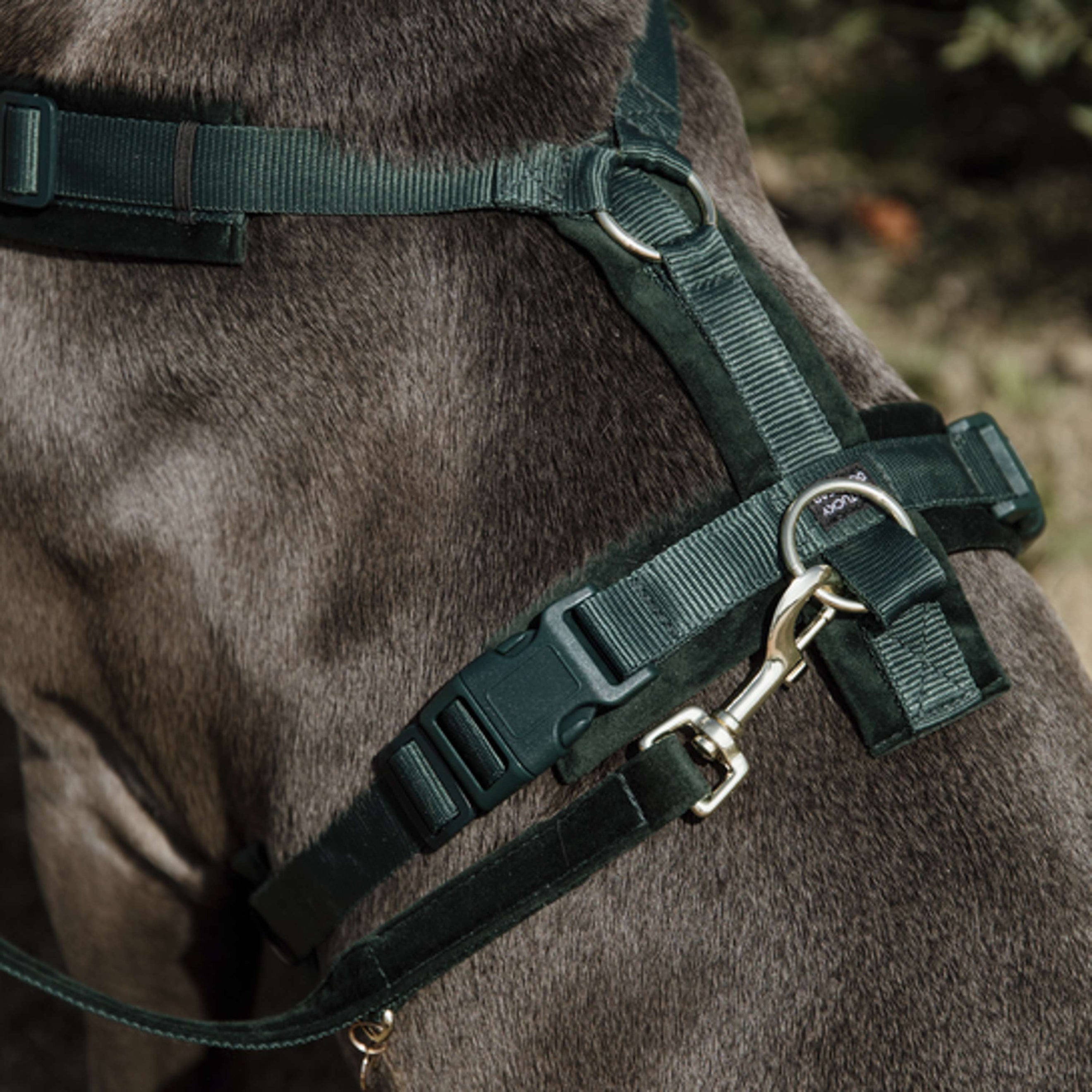 Kentucky Harnais Active velours Pine Green Kentucky Harnais Active velours Pine Green