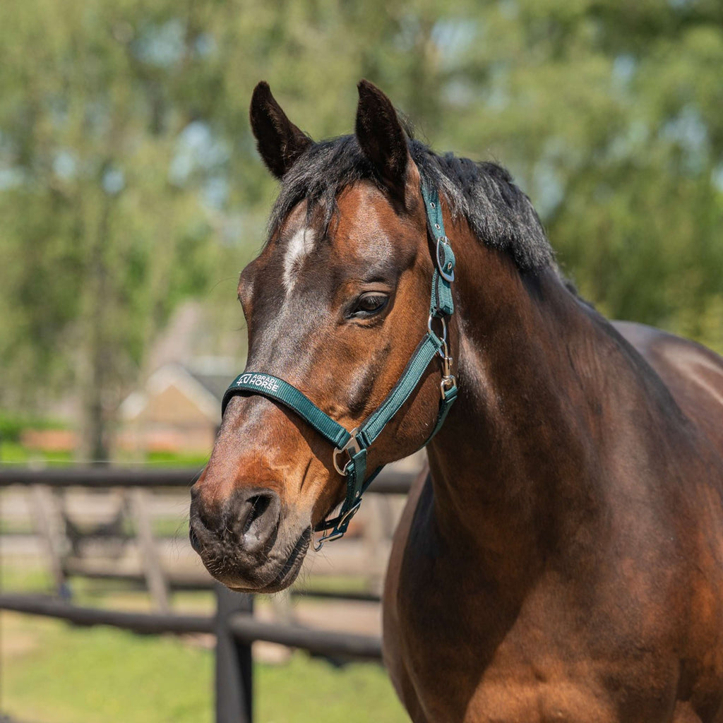 Agradi Horse Licol Athletic Fir Green