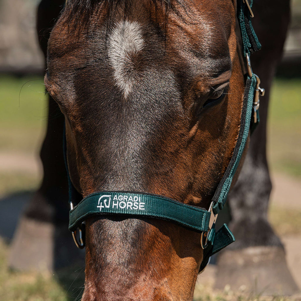 Agradi Horse Licol Athletic Fir Green