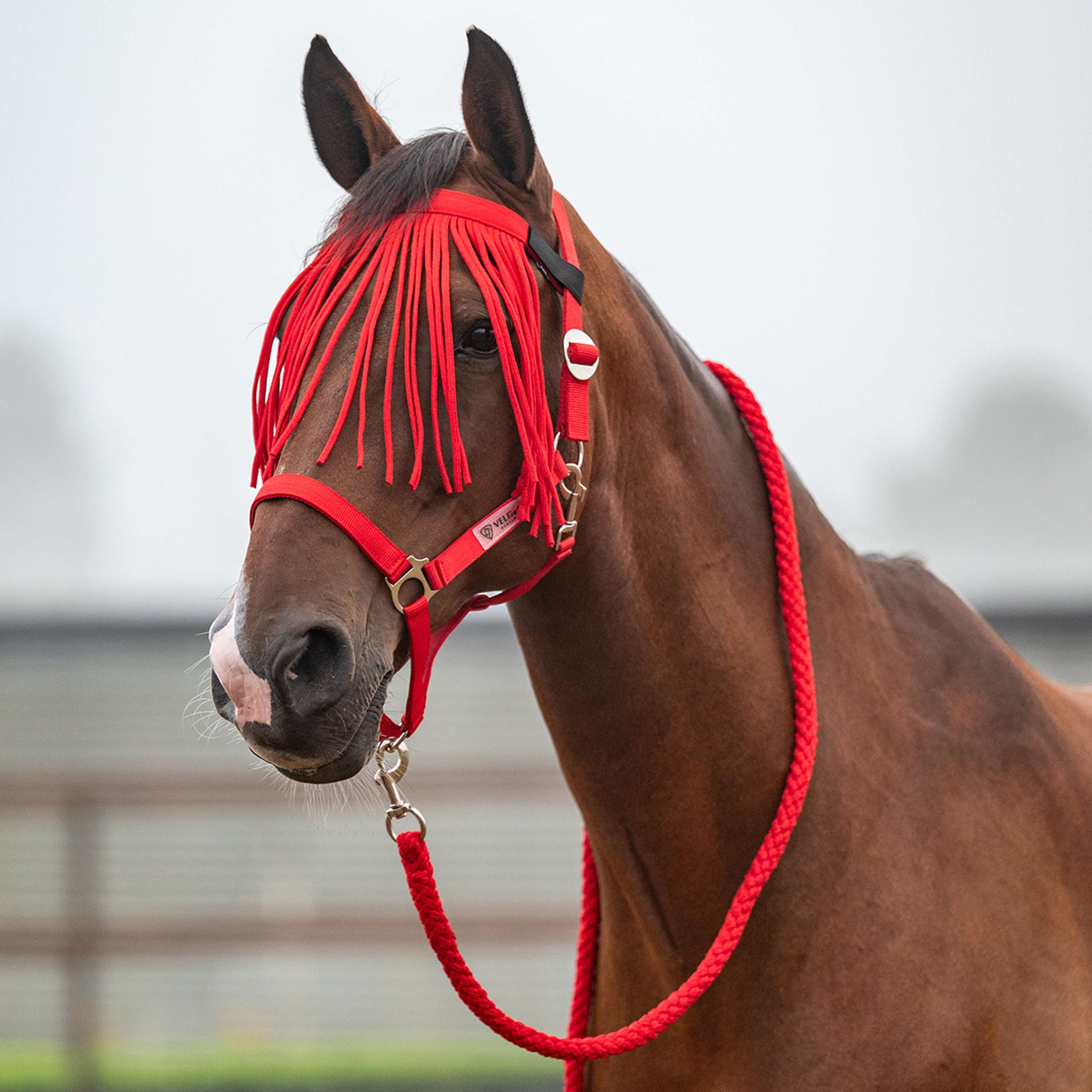 Velder Horsewear Essentials Ensemble Licol Basic Summer High Risk Red