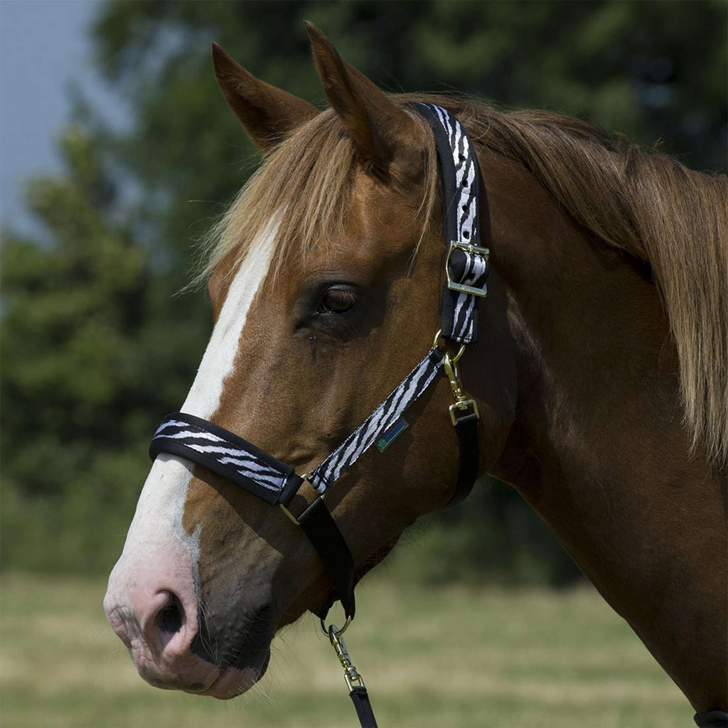 Bucas Licol Dublin Poulain Zebra