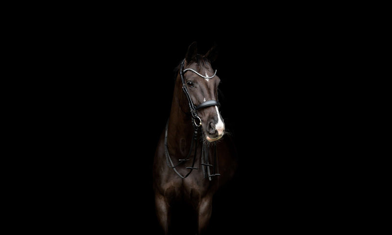 Catago Bridle Gentle Black Set