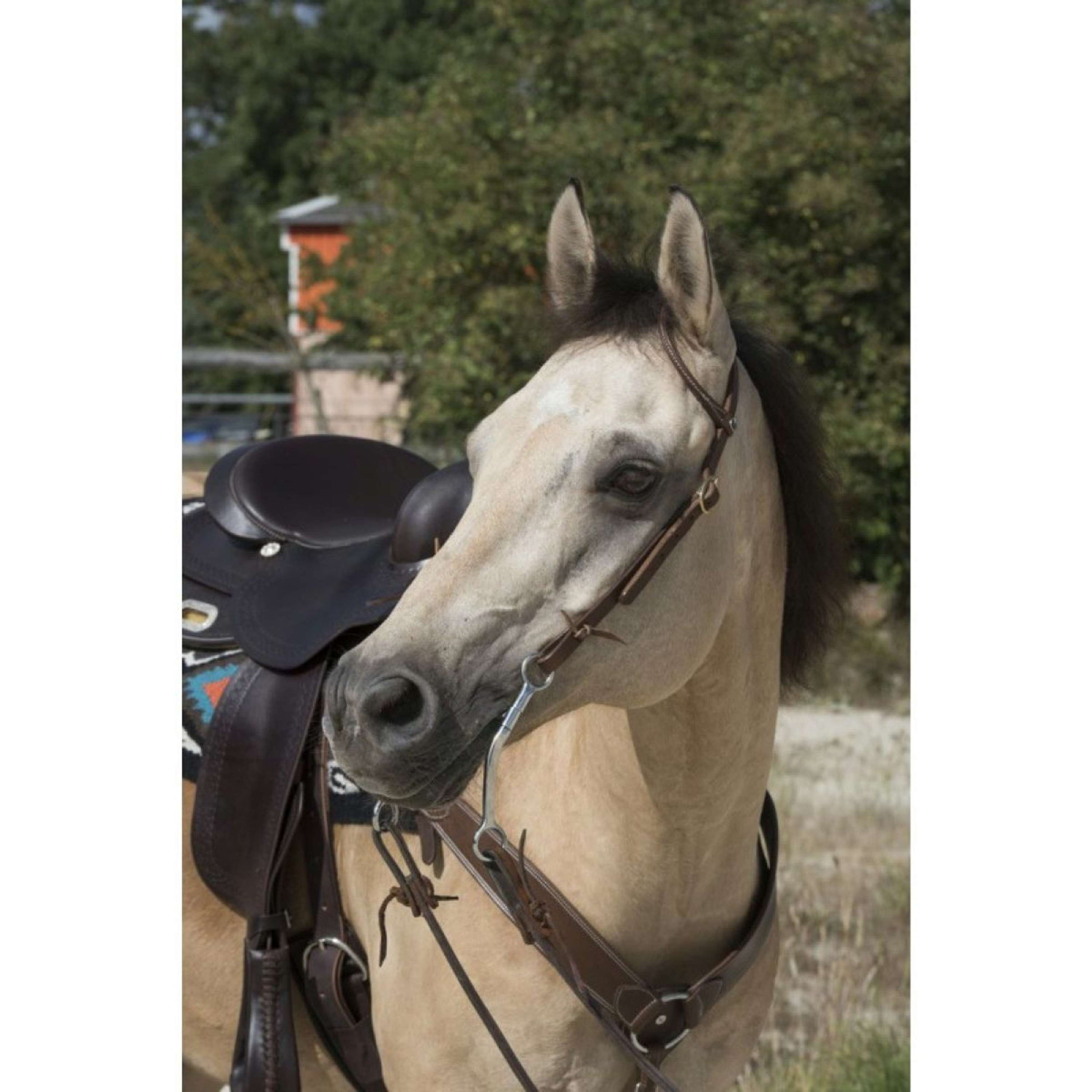 Westride Bride Oreille Choco Westride Bride Oreille Choco