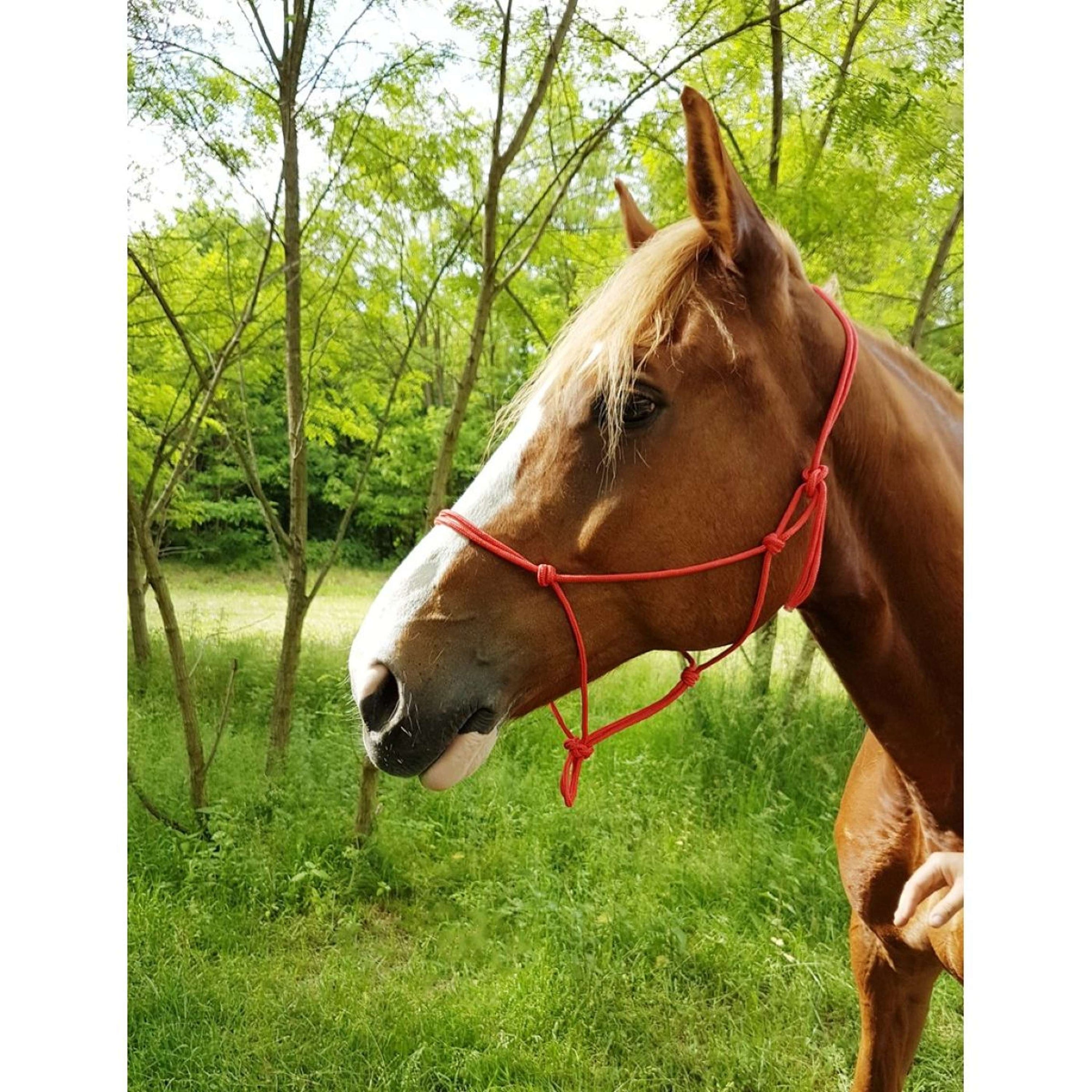 Riding World Licol Fine Éthologique Rouge Riding World Licol Fine Éthologique Rouge