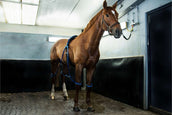 Equine Legcooler Soutien du Système Respiratoire Bronchix Liq